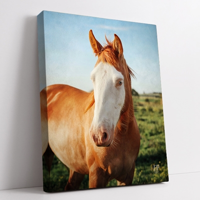 Show details for Wrapped Canvas Memorial Portrait - Horse with Choice of Backgrounds