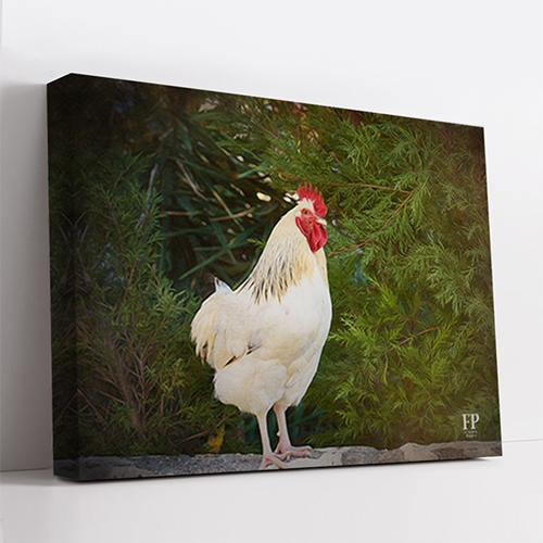 Show details for Wrapped Canvas Memorial Portrait - Gentle Chicken with Studio Background
