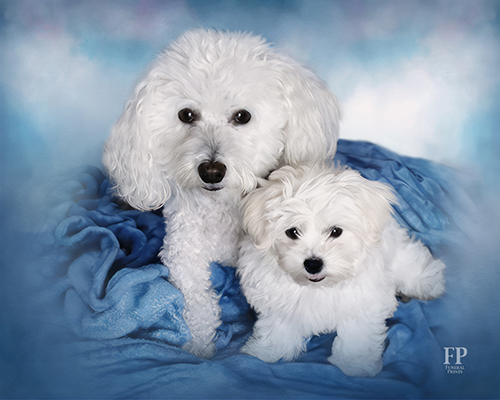 Show details for Wrapped Canvas Memorial Portrait - Beloved Dog with Studio Background