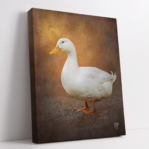 Show details for Wrapped Canvas Memorial Portrait - Peaceful Duck with Studio Background
