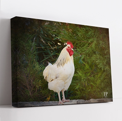 Show details for Wrapped Canvas Memorial Portrait - Cherished Bird with Choice of Backgrounds