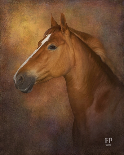 Show details for Wrapped Canvas Memorial Portrait - Old World Horse with Studio Background